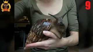 Huge Animals that are Larger than Normal Size