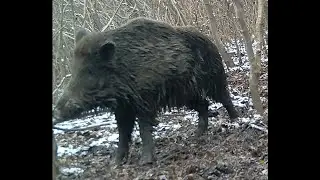 Wildlife Surprise!