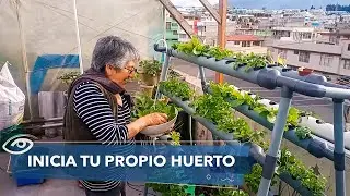 ¿Cómo empezar un huerto urbano propio en casa? : consejos y beneficios - Día a Día - Teleamazonas
