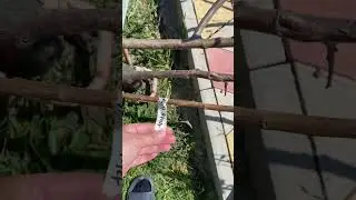 Купила саженцы 14.04.2024 #анапа # гостагаевская #Краснодарскийкрай #черноеморе #домуморя