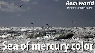 Sea of mercury color. The storm and seagulls on the Baltic Sea.