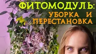 ФИТОМОДУЛЬ: уход за растениями, уборка, перестановка