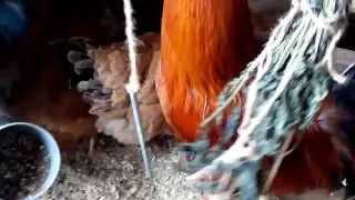 Наши куры Кичинские Юбилейные