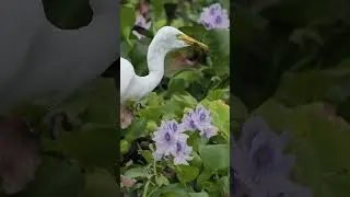 Egret grabs a dragonfly🐉 and takes a few chomps to get it 👇shorts#youtubeshorts#wildlife#birds