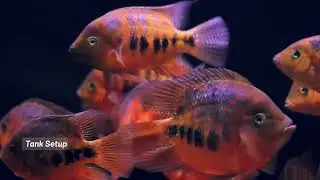 pseudotrophers socolofi cichlid