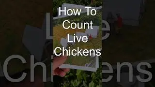 How To Count Live Chickens - EASY!  🐓🐓🐓