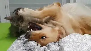 Дружба кота и собаки!😊