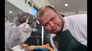 Cat & barberlab | twin cat