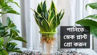 পানিতে স্নেক প্লান্ট গ্রো করুন || How To Grow Snake Plant in Water