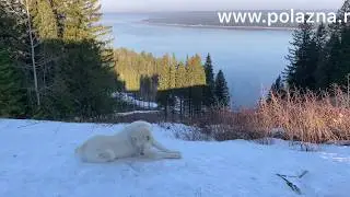 Доброе собачье утречко