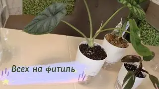Всех на фитиль или пересадка алаказии, филадендрена и морковки