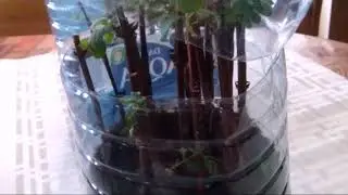 Черенкуем вишню