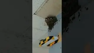 京王線高尾駅改札口 ツバメ親子