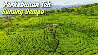 Drone view Kebun Teh Gunung Dempo, Pagar Alam 2023
