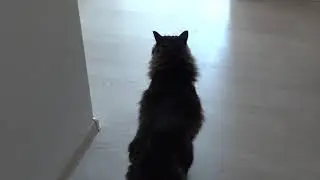 Кот дает добро...
