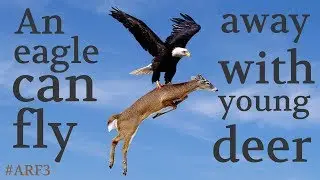 An eagle can fly away with young deer | ARF#3