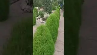 Летний кипарис (Кохия) способны украсить альпийскую горку или любую садовую композицию #shorts