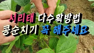 콩순지르기  서리태콩  다수확 하실려면 꼭 1차,2차,3차까지 콩순치기 해주세요 #서리태순지르기
