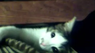 Кот Васька