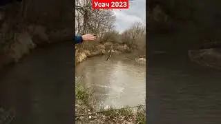первые усачи на реке!! #fishing #fish #рыбалка #рыбалка2023
