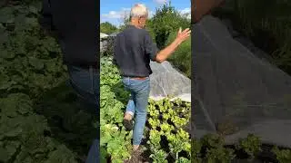 Space Gain with Interplanting