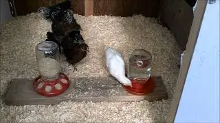 Alaskan Insulated Chicken Coop - Part 5