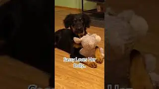 My Dog Loves Her Toys #dogshorts #dogtoys #bernesemountaindog #puppy