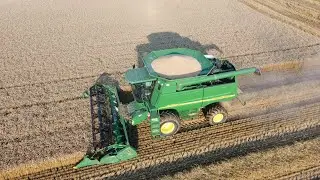 Harvesting Wheat Day 2!!