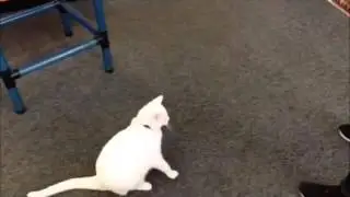 milkshake fetches
