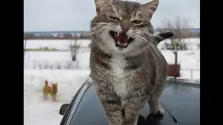 КОШКА СОШЛА С УМА !!!!