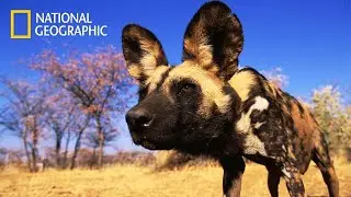 World's Deadliest Wild Dogs - Lion Pride Documentary | National Geographic Documentary 2023