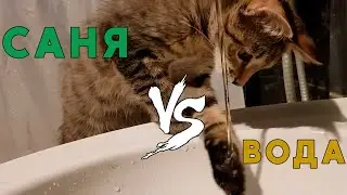 Кот Саня знакомится с водой.