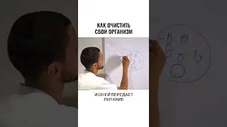 Клетка организма. Разбираем основы функционирования организма на простой схеме