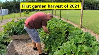 First raised bed garden harvest of 2021! 