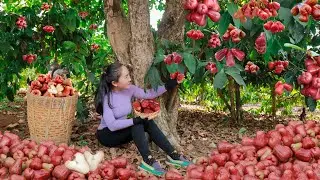 2 year living in forest, Harvesting wax apple and goes to the market sell | Emma Daily Life
