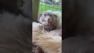 The shivering white fox 