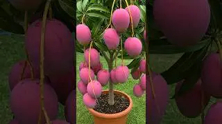 🌿MANGO Trees Are Easier to Propagate Than You Think 