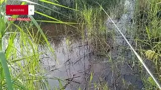 IKAN LEMBAT??? MANCING SAMPAI MALAMPUN KITA GASKEUN YANG PENTING DAPAT IKAN LEMBAT!!!