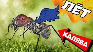 Where to get ants for an ant farm for free - Ant Flight