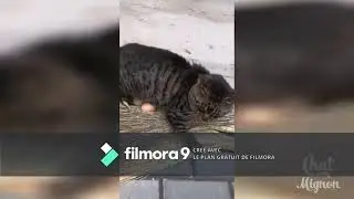 chat mignon chat drole video a mourir de rire