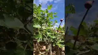 Фиговое дерево (инжир) в средней полосе