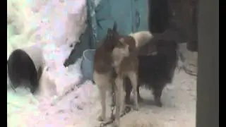 собачий облом!