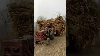 Season Last Sugar Can Tractor 🚜 Trali