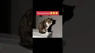 Показалось / Смешные кошки / Приколы😂 