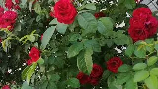 Цветущие розы В ГМЦ. 18 06 2023