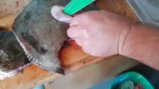 Чем питается Азовский калкан