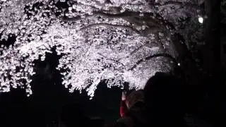 2010 野川桜ライトアップ 2