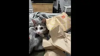 An Update For Paws 2 Care 4!