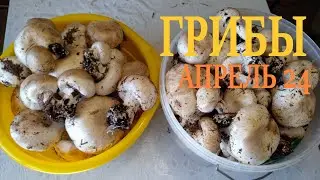 Грибы в апреле