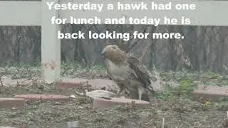 Hawk vs Duck - Hawk 1, Duck 0